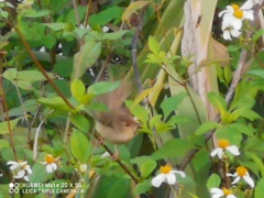 Prinia inornata