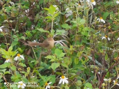 Prinia inornata