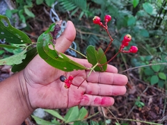 Damburneya salicifolia