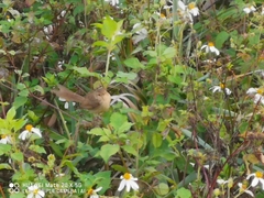 Prinia inornata