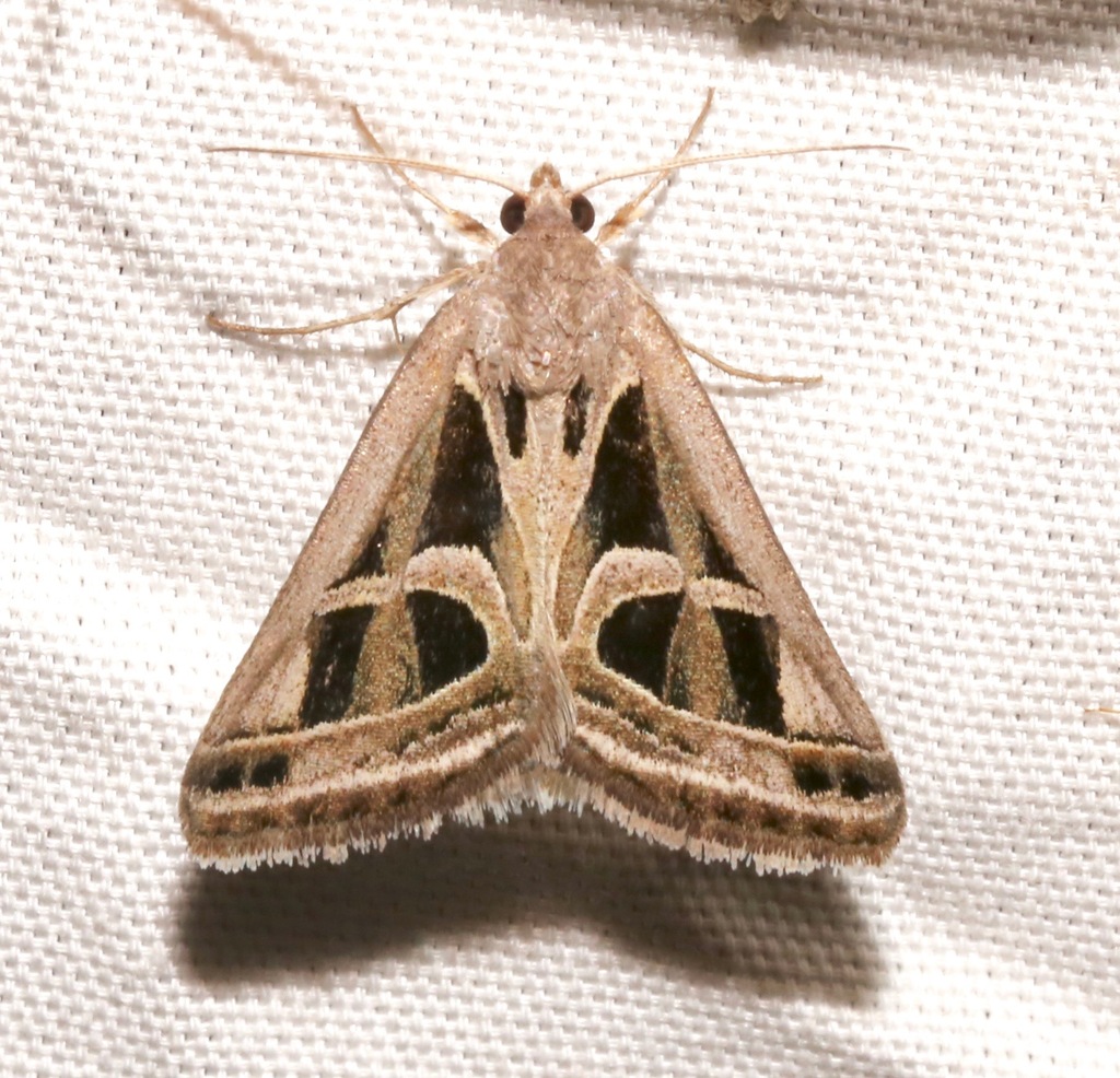 Callistege intercalaris