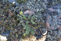 Oxytropis maydelliana