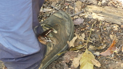 Drucina leonata