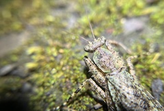 Theopompa ophthalmica