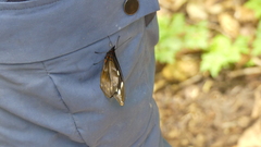 Drucina leonata
