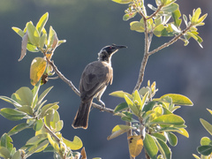 Philemon argenticeps
