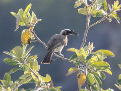 Philemon argenticeps