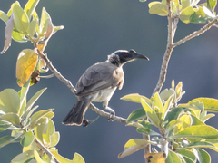 Philemon argenticeps