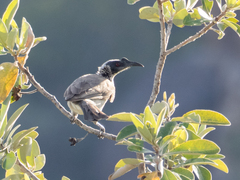 Philemon argenticeps