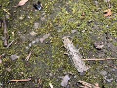 Theopompa ophthalmica