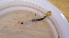 Polycentropus