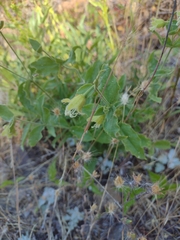 Silene campanulata