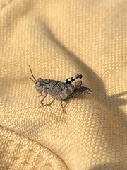 Trimerotropis fontana