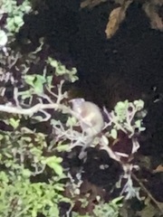 Hemibelideus lemuroides