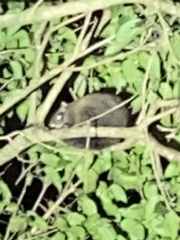 Hemibelideus lemuroides