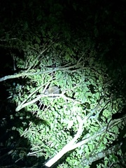 Hemibelideus lemuroides