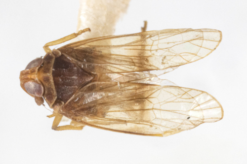 Quirfa Insect Genus Quilessa · iNaturalist