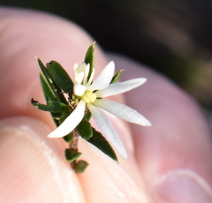 Pseudanthus pimeleoides