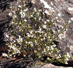 Pseudanthus pimeleoides