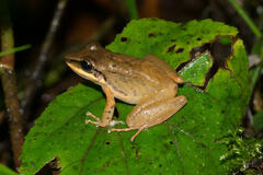 Cachabi Robber Frog photo 1