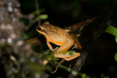 Cachabi Robber Frog photo 3
