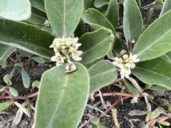 Avicennia germinans