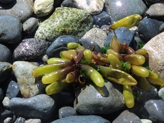 Halosaccion glandiforme