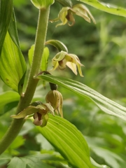 Epipactis papillosa