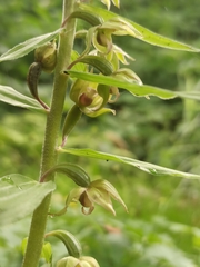 Epipactis papillosa