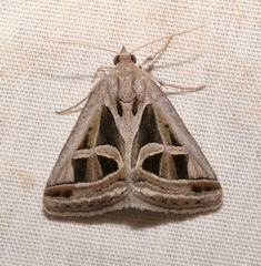 Callistege intercalaris