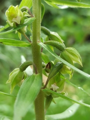 Epipactis papillosa