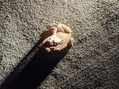 Anaxyrus americanus