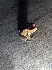 Anaxyrus americanus