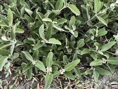 Avicennia germinans