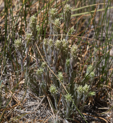 Castilleja pilosa