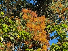 Psittacanthus schiedeanus