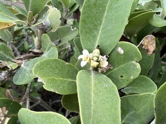Avicennia germinans