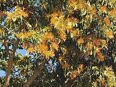 Psittacanthus schiedeanus