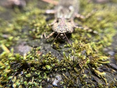 Theopompa ophthalmica