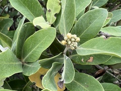 Avicennia germinans