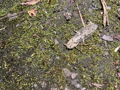 Theopompa ophthalmica