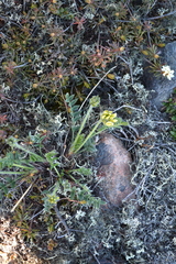 Oxytropis maydelliana