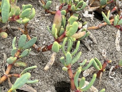 Sesuvium portulacastrum