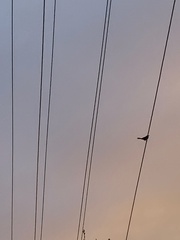 Phylidonyris novaehollandiae