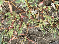 Sesuvium portulacastrum