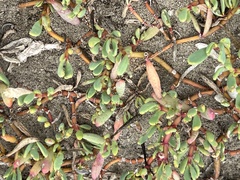 Sesuvium portulacastrum