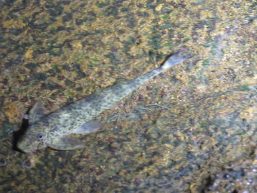 Dissident whiptail (Harttia dissidens) — Loricariidae