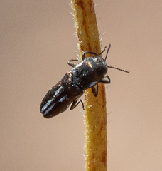 Agrilus blandus