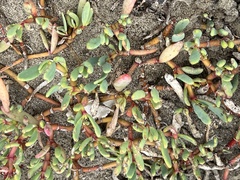 Sesuvium portulacastrum