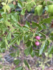 Nekemias arborea